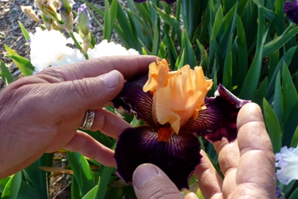 Buying irises? -  - Tips & advice.